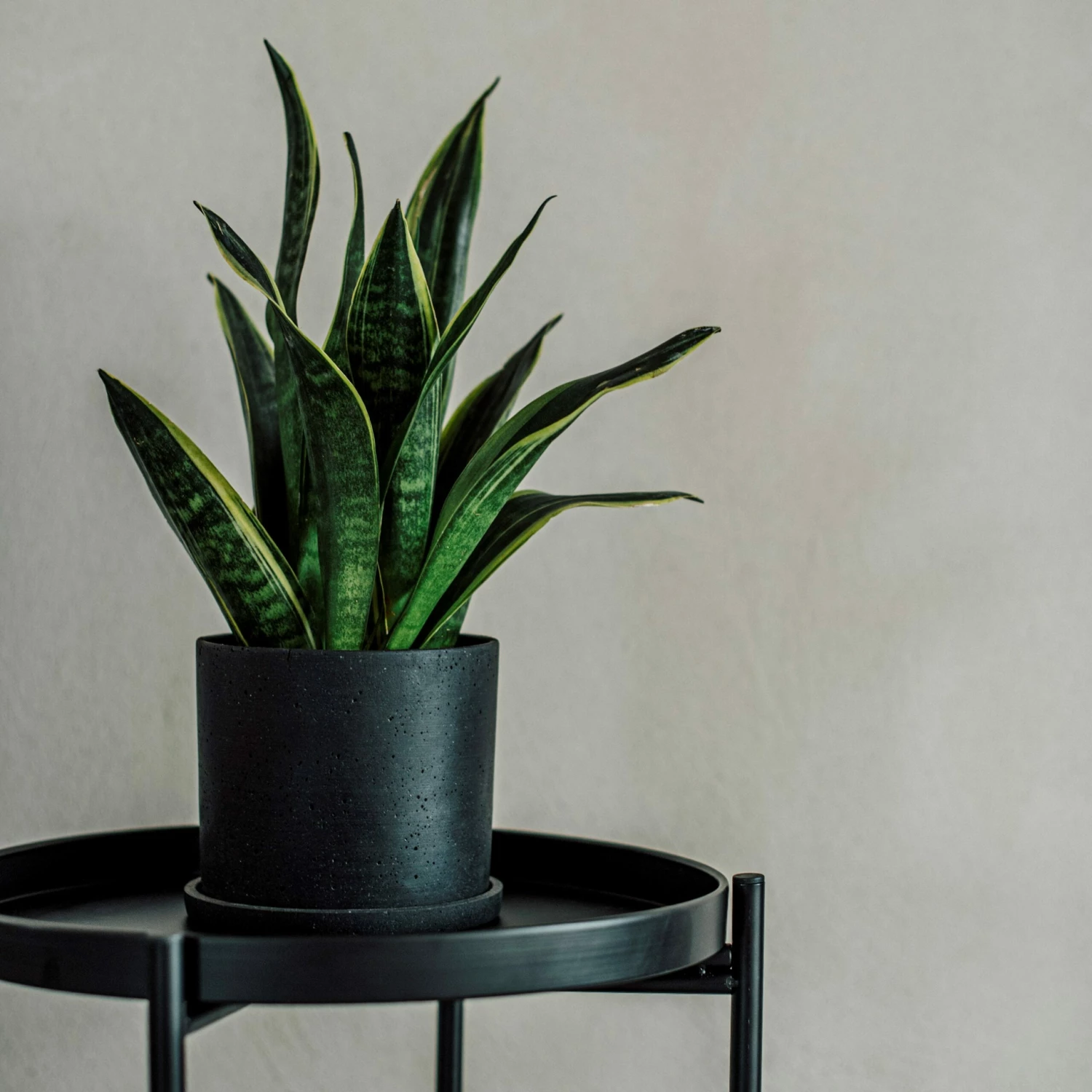 Blumentopf/Teller Polystone Mittel Schwarz 4 Blumentopf/Teller Polystone Mittel Schwarz – Bild 2