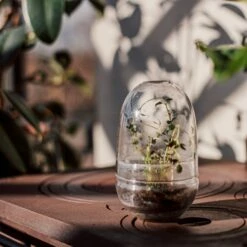 Pflanzenkuppel Glas Klein -GRANIT Verkäufe 375457 25202