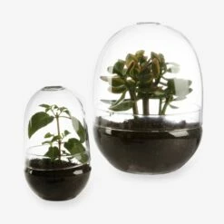 Pflanzenkuppel Glas Groß 13 Pflanzenkuppel Glas Groß -GRANIT Verkäufe 375458 18566 3 1