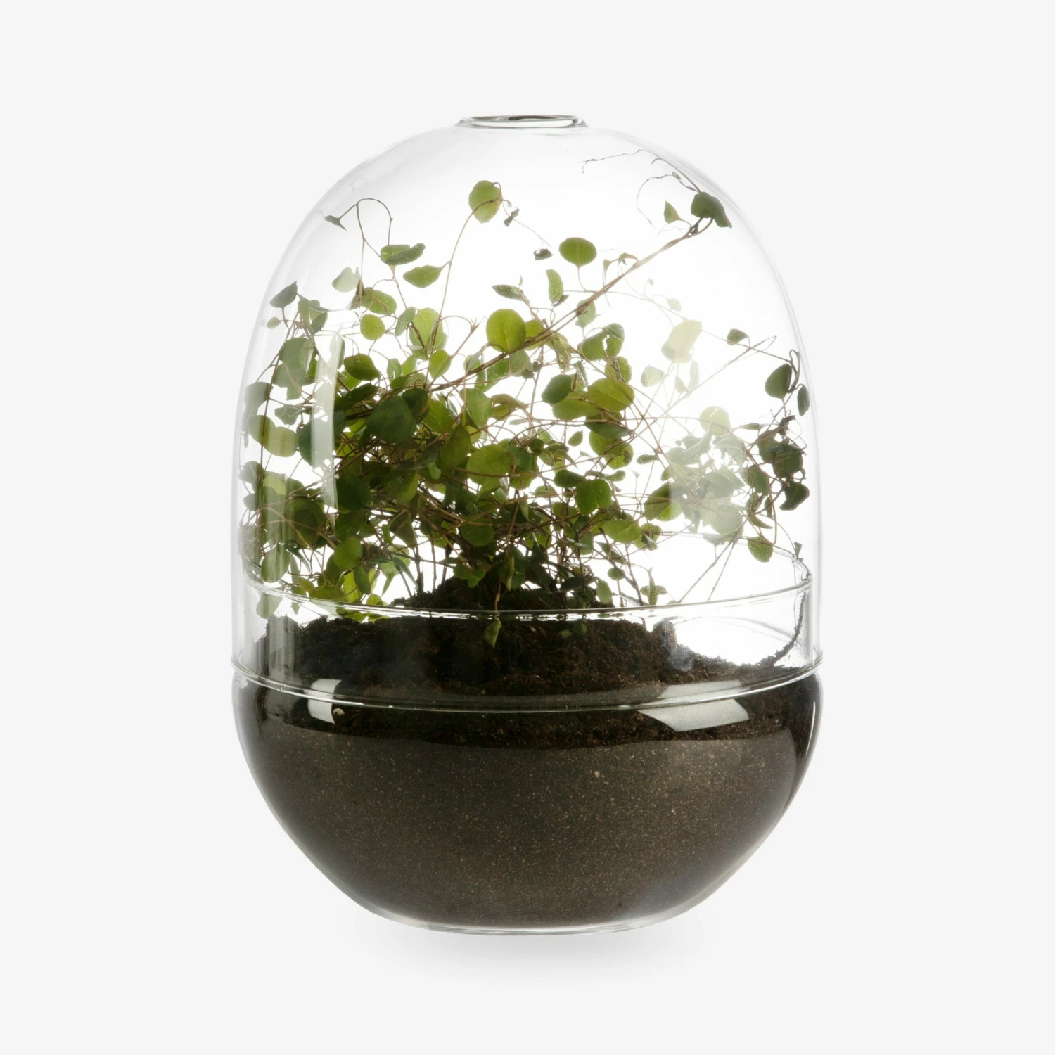 Pflanzenkuppel Glas Groß 3 Pflanzenkuppel Glas Groß