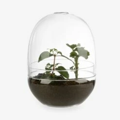 Pflanzenkuppel Glas Groß 9 Pflanzenkuppel Glas Groß -GRANIT Verkäufe 375458 18570 3 1