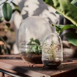 Pflanzenkuppel Glas Groß 11 Pflanzenkuppel Glas Groß -GRANIT Verkäufe 375458 25203