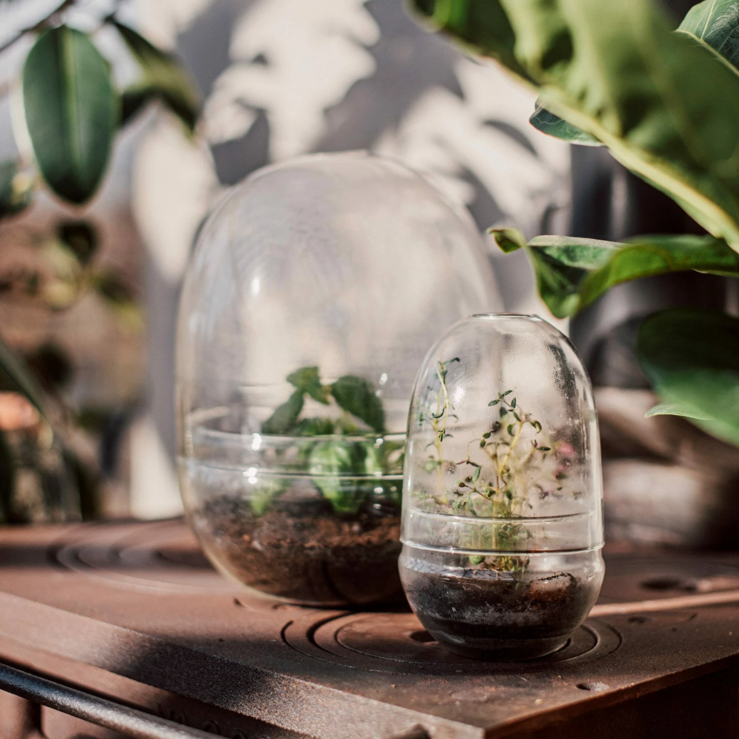 Pflanzenkuppel Glas Groß 6 Pflanzenkuppel Glas Groß – Bild 4