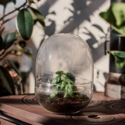 Pflanzenkuppel Glas Groß 10 Pflanzenkuppel Glas Groß -GRANIT Verkäufe 375458 25204