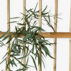 Spalier Rattan 13 Spalier Rattan -GRANIT Verkäufe 375691 19197 3