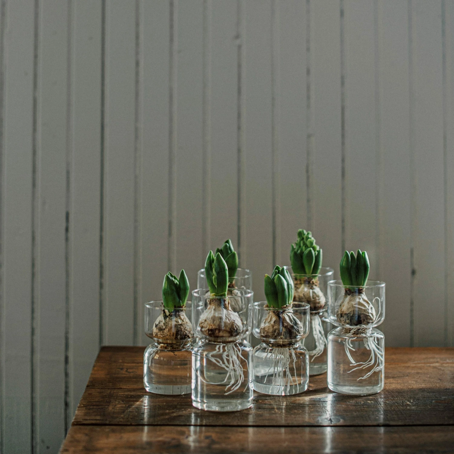 Hyazinthenvase Glatt Klarglas Groß 4 Hyazinthenvase Glatt Klarglas Groß – Bild 2