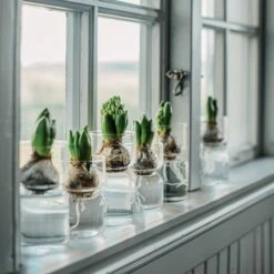 Hyazinthenvase Glatt Klarglas Klein 10 Hyazinthenvase Glatt Klarglas Klein -GRANIT Verkäufe 376214 30321