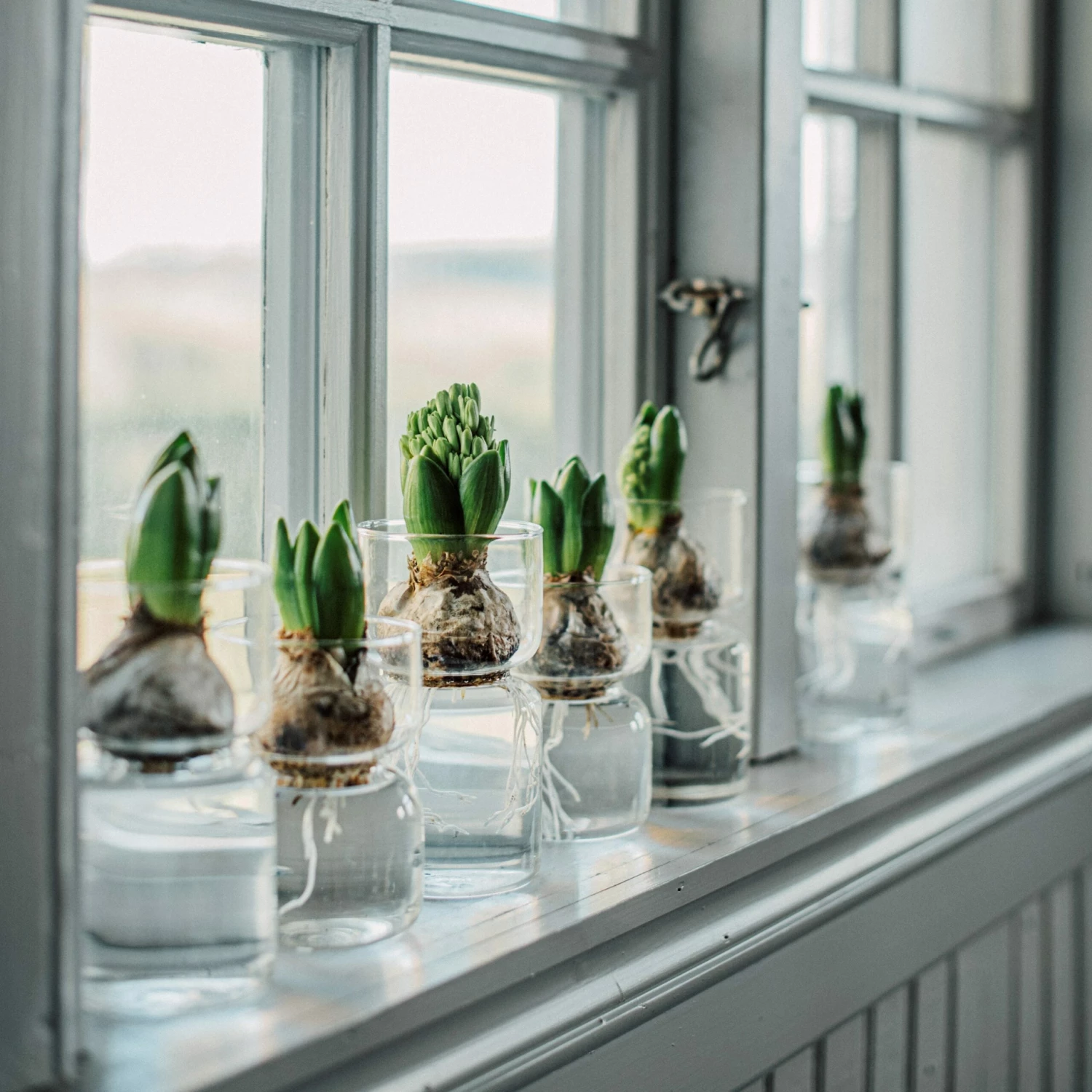 Hyazinthenvase Glatt Klarglas Klein 5 Hyazinthenvase Glatt Klarglas Klein – Bild 3