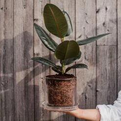 Blumentopf/Untersetzer Glaszylinder Groß -GRANIT Verkäufe 376353 25221 1