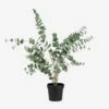 Zimmerpflanze Kunst Eukalyptus 110 Cm