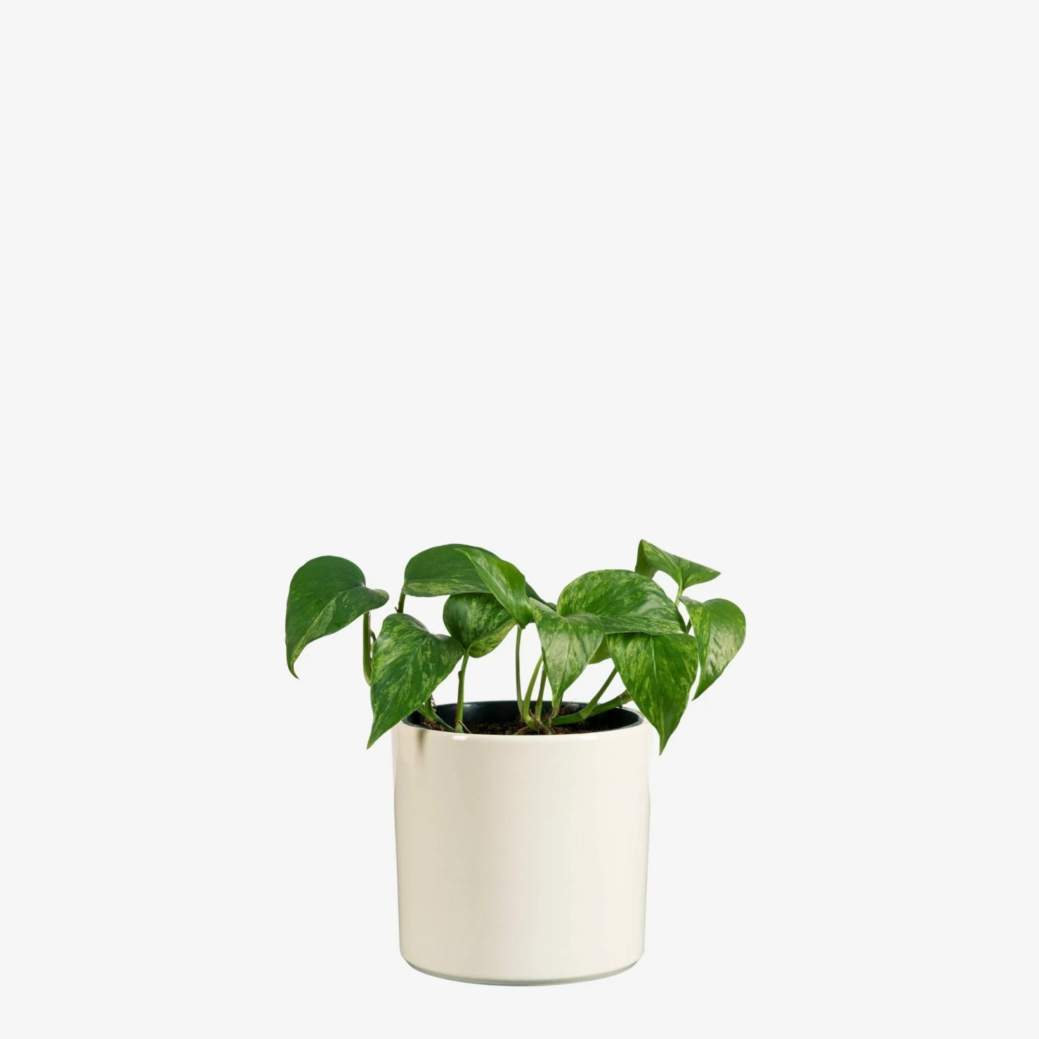 Blumentopf Glasiert 13 Cm Creme 4 Blumentopf Glasiert 13 Cm Creme – Bild 2