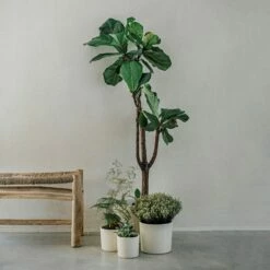 Blumentopf Glasiert 13 Cm Creme 11 Blumentopf Glasiert 13 Cm Creme -GRANIT Verkäufe 400888 28333