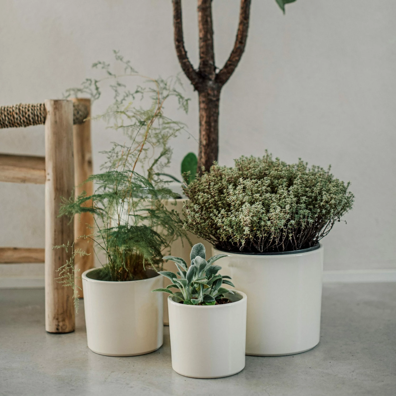 Blumentopf Glasiert 13 Cm Creme 7 Blumentopf Glasiert 13 Cm Creme – Bild 5