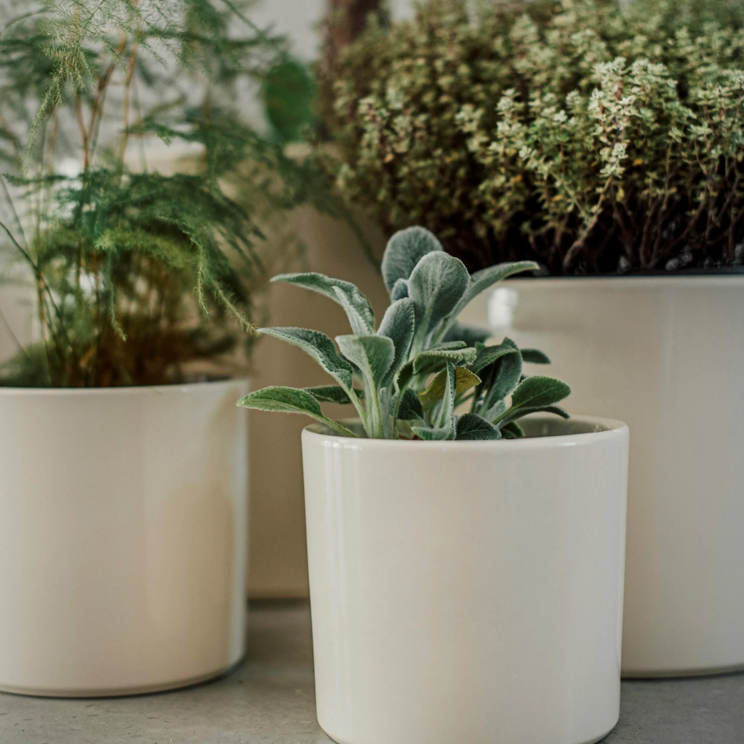 Blumentopf Glasiert 13 Cm Creme 8 Blumentopf Glasiert 13 Cm Creme – Bild 6