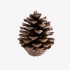 Zapfen Dekoration Groß