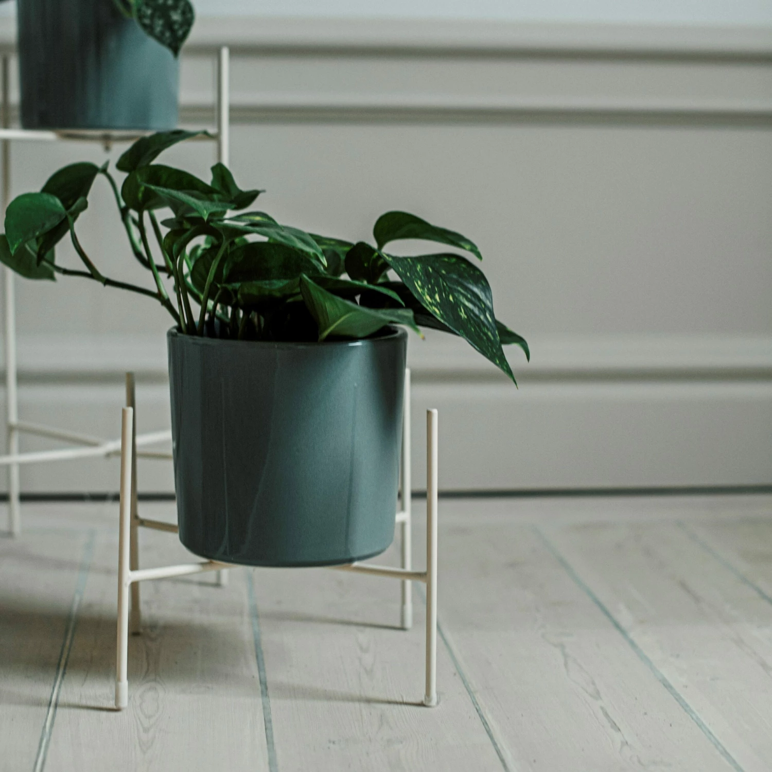 Pot Glazed 15cm Eucalyptus 7 Pot Glazed 15cm Eucalyptus – Bild 5