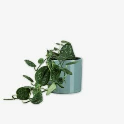 Pot Glazed 13cm Eucalyptus 7 Pot Glazed 13cm Eucalyptus -GRANIT Verkäufe 401486 31647