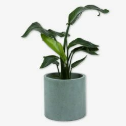 Pot Cement Ø27 Eucalyptus 8 Pot Cement Ø27 Eucalyptus -GRANIT Verkäufe 401502 31886