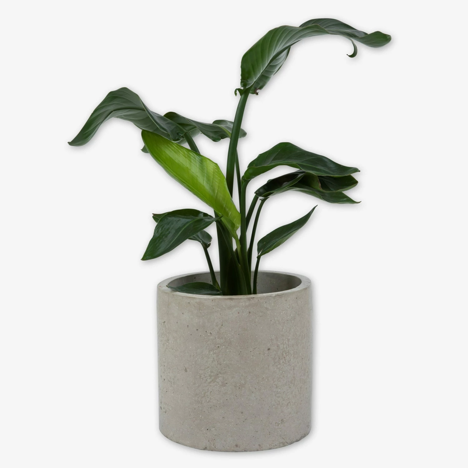 Pot Cement Ø27 Sand 5 Pot Cement Ø27 Sand – Bild 3