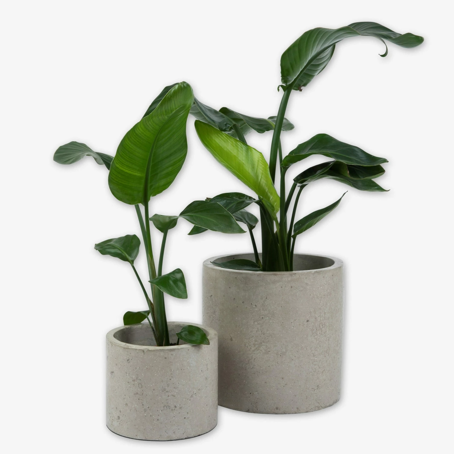 Pot Cement Ø27 Sand 6 Pot Cement Ø27 Sand – Bild 4