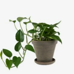 Blumentopf Terrakotta Grau Ø 18 Cm -GRANIT Verkäufe 401509 30869