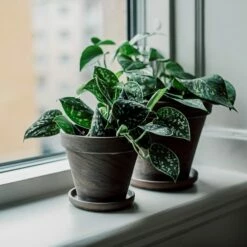 Blumentopf Terrakotta Grau Ø 18 Cm -GRANIT Verkäufe 401509 31155